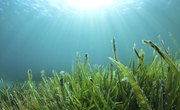 What Organisms Eat Seaweed?