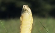 King Cobra Snake Facts