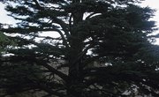Cedar Vs. White Cedar