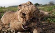 Information on Baby Lions
