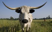 Longhorn Cattle Facts