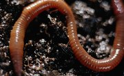 The Importance of Red Worms in the Ecosystem