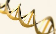 Five Types of Gene Splicing Mechanism