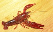 Fishing for Crayfish in Washington State