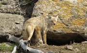 How to Find a Coyote's Den