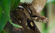 What Adaptations Do Anacondas Have to Survive?