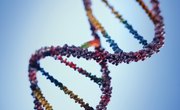 How Does UV Light Damage the DNA Strand?