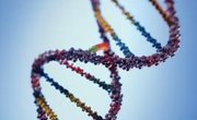What Enzyme Adds Nucleotides to the DNA Chain?
