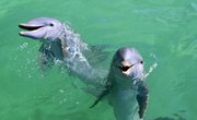 Swimming With Dolphins Near Texas