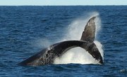 What Is a Whale Fluke?