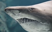 How Do Sharks Protect Themselves? | Sciencing