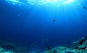 Major Facts About the Open Ocean Ecosystem
