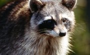 List of Animals That Can Carry Rabies