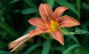 How Do Lily Plants Reproduce?