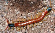 Centipede Facts for Kids