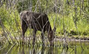 Moose Habitat in Arizona