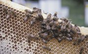 How to Build a Mason Bee House