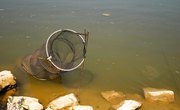 Tips on Fishing Hoop Nets