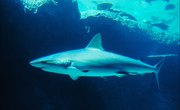 Science Fair Project Ideas Involving Sharks