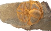 How to Identify Fossil Bones