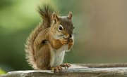 Why Do Squirrels Lose Their Hair?