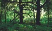 Types of Forest Ecosystems