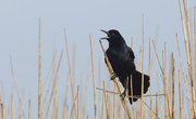 The Differences Between a Crow & a Grackle