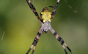 How to Identify Spiders With Pictures
