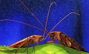 Bugs & Insects That Look Like Cockroaches