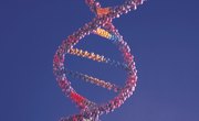 What Are the Rungs on the DNA Double Helix Made Of?