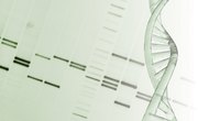 How Are Genes, DNA & Chromosomes Linked Together?
