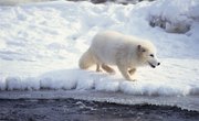 Plants in the Arctic Ocean