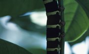 Are Black & Yellow Tree Caterpillars Poisonous?