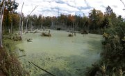 How Does Eutrophication Affect pH?