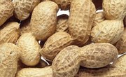 What Black Scientist Discovered More Than 300 Products Derived From Peanuts?