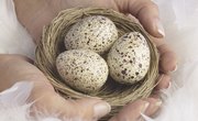 What Time of Year Do Wild Birds Lay Eggs?