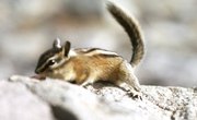 Survival Adaptations for Chipmunks