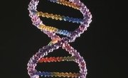 How Do Alleles Affect Inherited Traits?