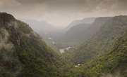 The Ecosystem of the Amazon Rainforest