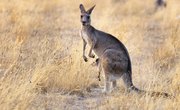 List of Marsupial Animals