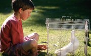 Facts on the Adaptation of Doves for Kids