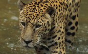 The Weather in the Ecosystem of the Jaguar