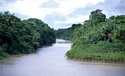 Why Do People Want to Save the Rainforest?