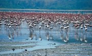 What Is the Definition for a Natural Habitat & a Man Made Habitat?