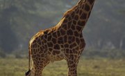 How to Make a Giraffe Diorama