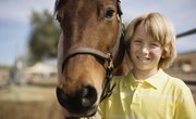 Science Fair Project Ideas: Equine