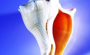 What Were Seashells Used for in Ancient Times?