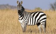 Characteristics of a Zebra