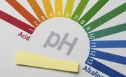 How Does pH Level Affect Enzyme Activity?