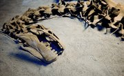 In Which States Are Dinosaur Fossils Found?